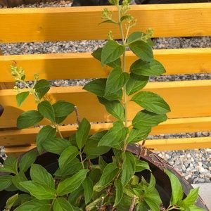 Meet your Posher, Rita